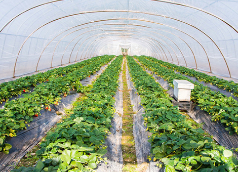 农场有害生物防治